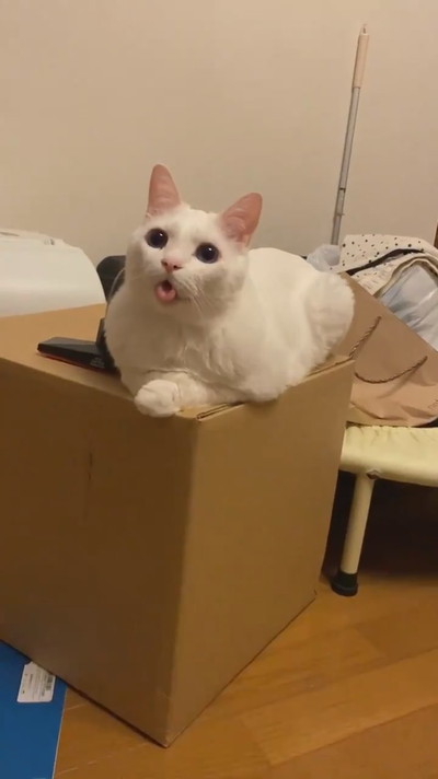 癒やしのセツちゃん