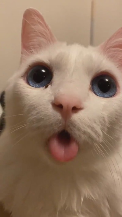 癒やしのセツちゃん
