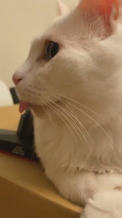 癒やしのセツちゃん