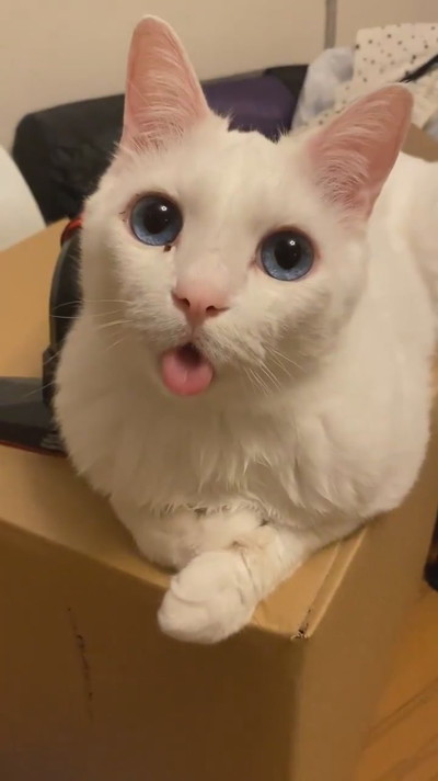 癒やしのセツちゃん