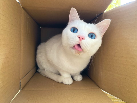 ネコちゃんたち
