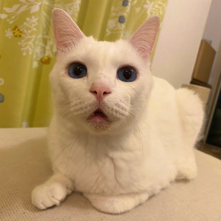 ネコちゃんたち