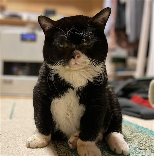 猫と熊の木彫りのハーフ