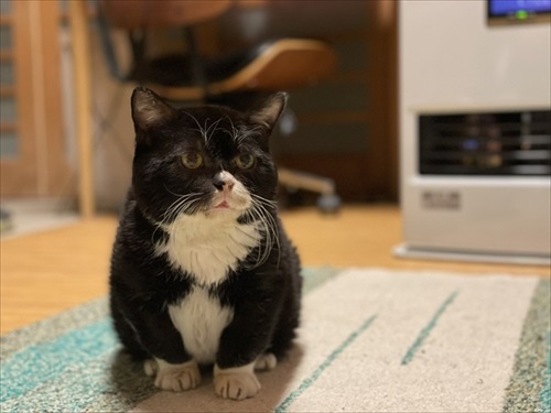 猫と熊の木彫りのハーフ