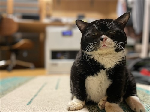 猫と熊の木彫りのハーフ