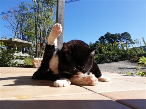 猫と熊の木彫りのハーフ