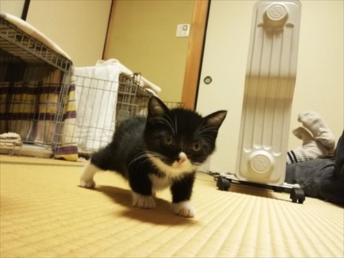 猫と熊の木彫りのハーフ