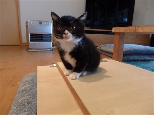 猫と熊の木彫りのハーフ