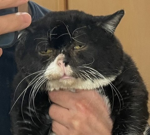 猫と熊の木彫りのハーフ