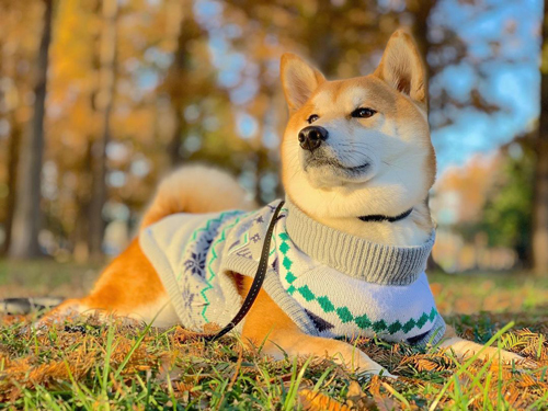 セーターを着ためんまくん