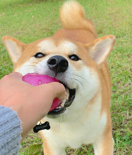 ボールをくわえためんまくん