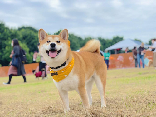ドッグランのめんまくん