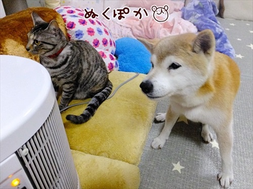 柴犬ひかりといちごと猫ミルキーときらら