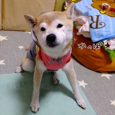 柴犬ひかりといちごと猫ミルキーときらら