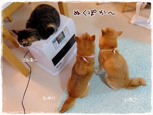 柴犬ひかりといちごと猫ミルキーときらら