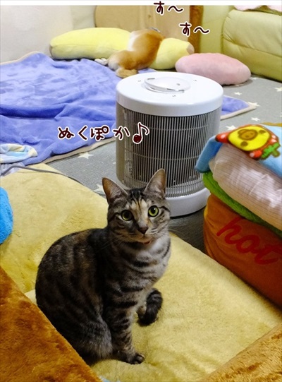 柴犬ひかりといちごと猫ミルキーときらら