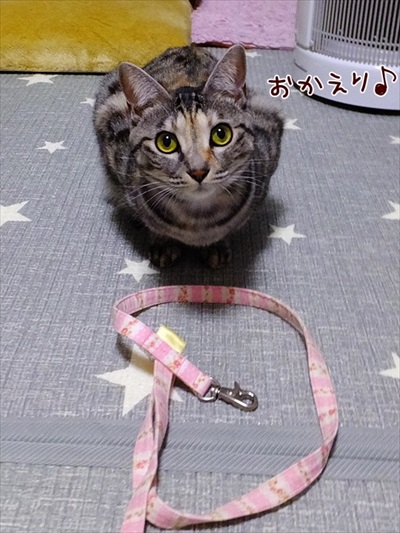 柴犬ひかりといちごと猫ミルキーときらら