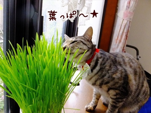 柴犬ひかりといちごと猫ミルキーときらら
