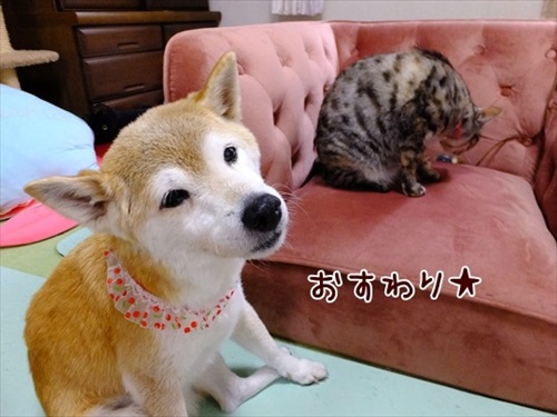 柴犬ひかりといちごと猫ミルキーときらら