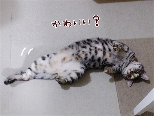 柴犬ひかりといちごと猫ミルキーときらら