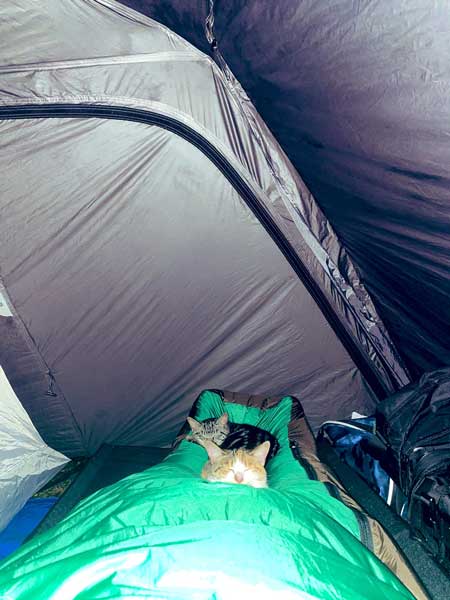 キャンプ 野良猫 テント 乱入 猫 夜中 怖い 写真