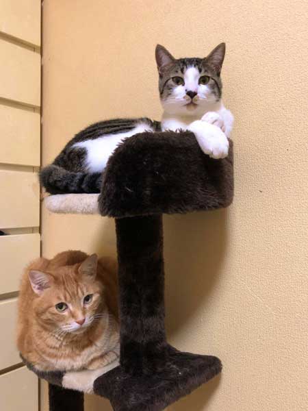 キャンプ 野良猫 テント 乱入 猫 夜中 怖い 写真