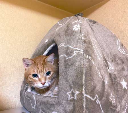 キャンプ 野良猫 テント 乱入 猫 夜中 怖い 写真