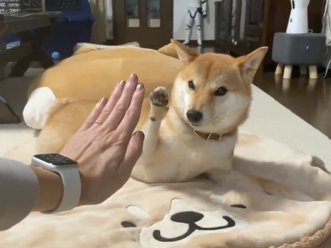 タッチがズレるりんご郎くん