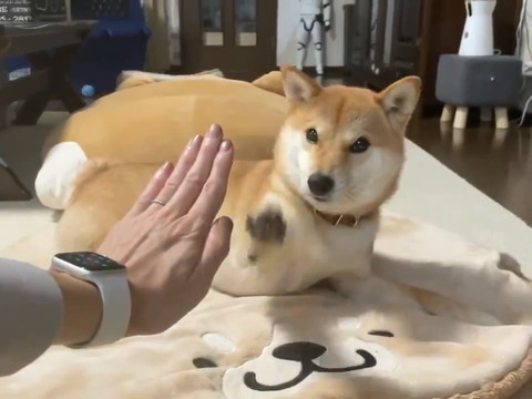 タッチがズレるりんご郎くん