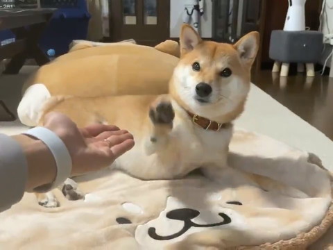 タッチがズレるりんご郎くん