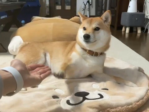 タッチがズレるりんご郎くん