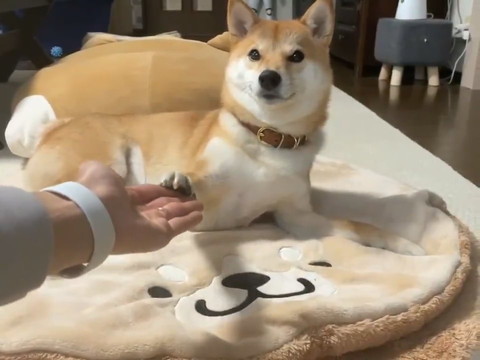 タッチがズレるりんご郎くん