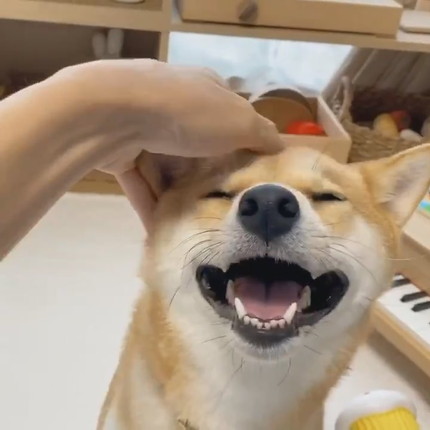 いろんなりんご郎くん