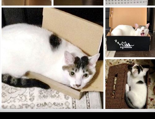 猫