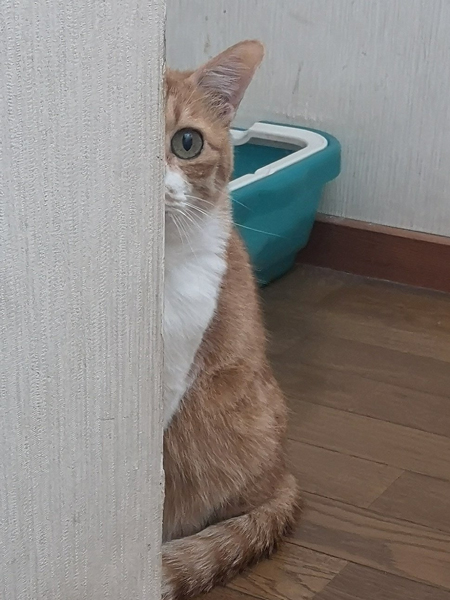 こうなった猫