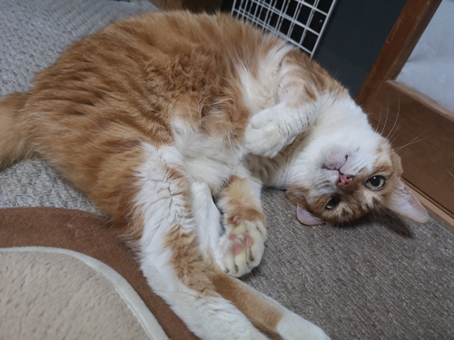 寝転がる猫ちゃん