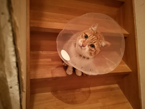 エリザベスカラー猫ちゃん