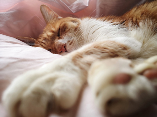 肉球を見せて眠る猫ちゃん