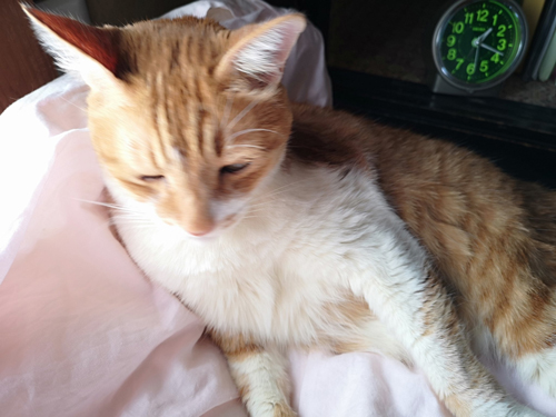 時計とぶれてる猫ちゃん