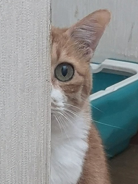 こうなった猫アップ