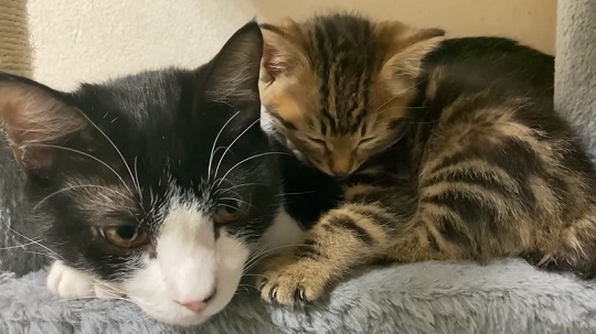 うにむぎはちむーさん