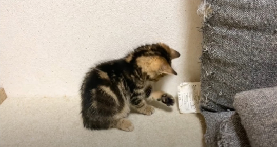 うにむぎはちむーさん