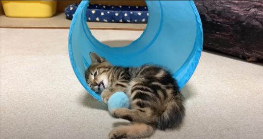 うにむぎはちむーさん