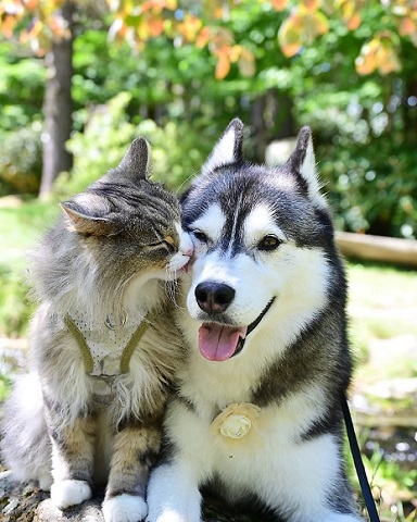 猫と犬