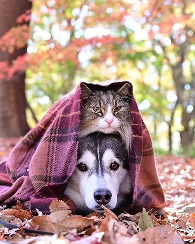 猫と犬