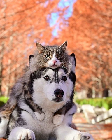猫と犬
