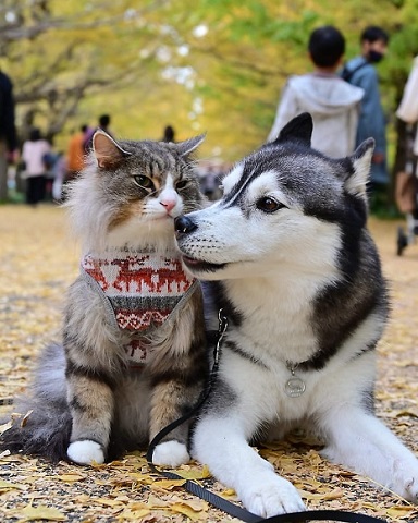猫と犬