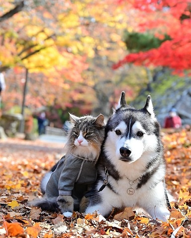 猫と犬