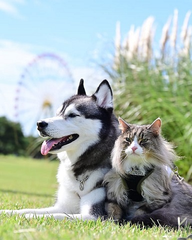 猫と犬