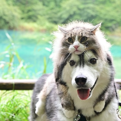 猫と犬